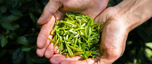 2021年5月中國(guó)茶葉進(jìn)出口數(shù)據(jù)分析 穩(wěn)中有進(jìn)，出口優(yōu)勢(shì)持續(xù)凸顯